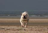 BOULEDOGUE AMERICAIN 169